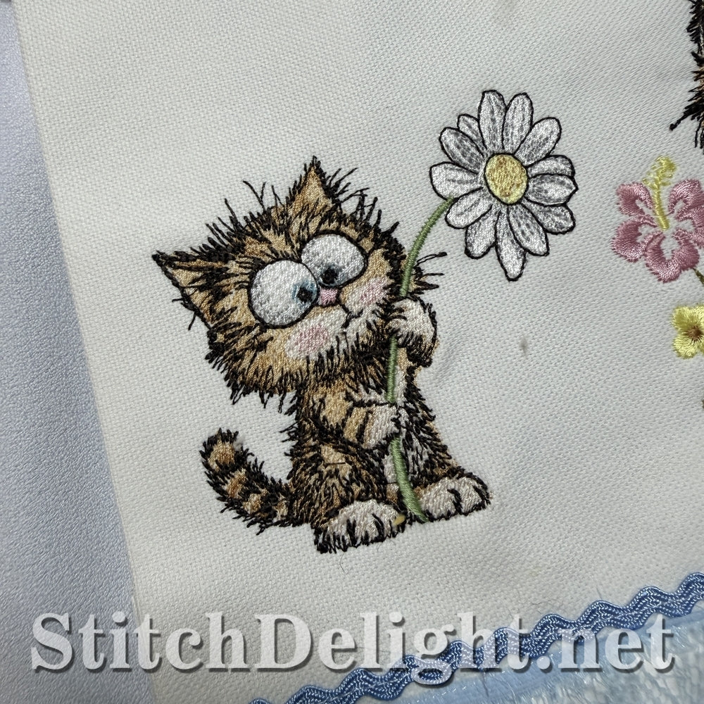 SDS3407 Scruffy Kitten 2