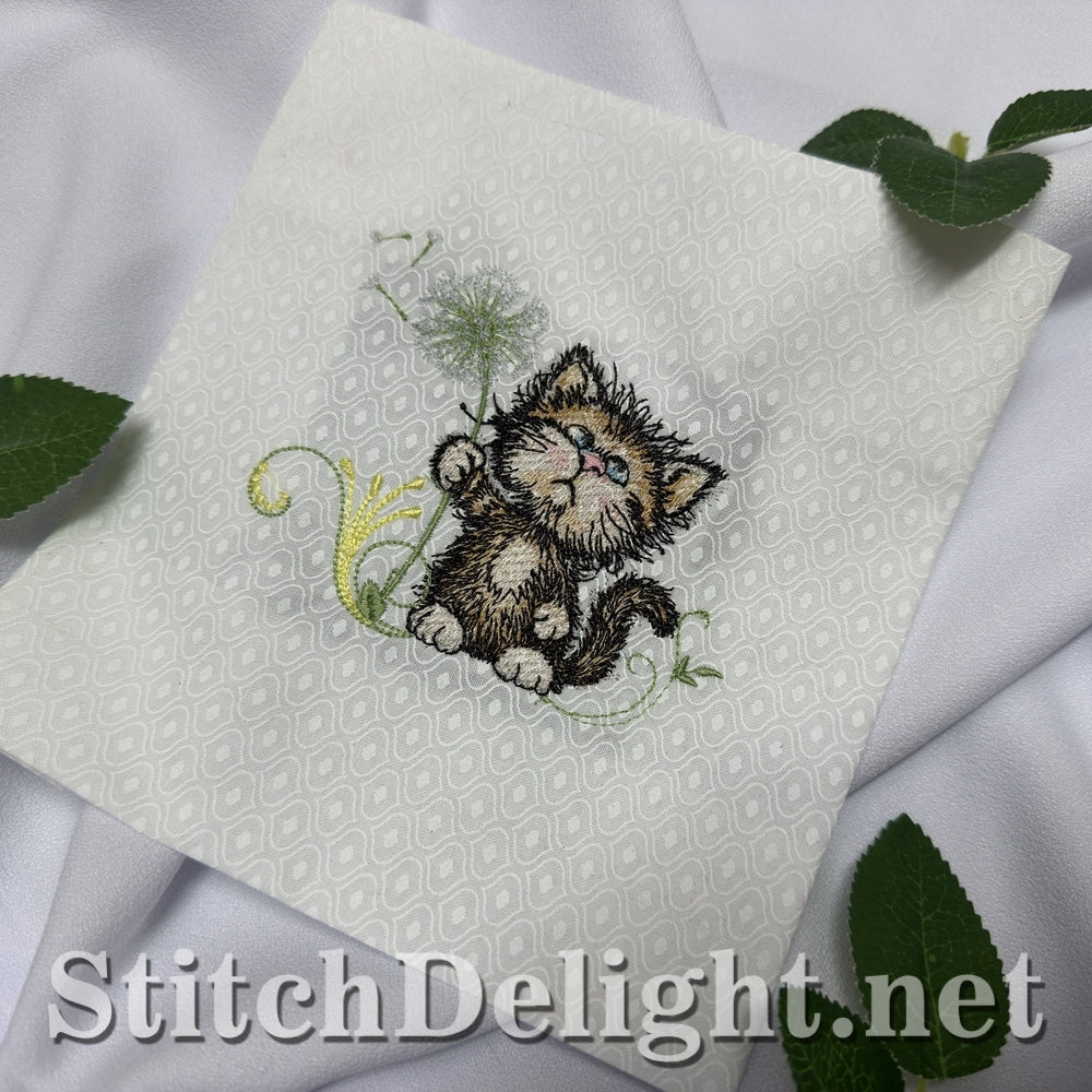 SDS3409 Scruffy Kitten 4