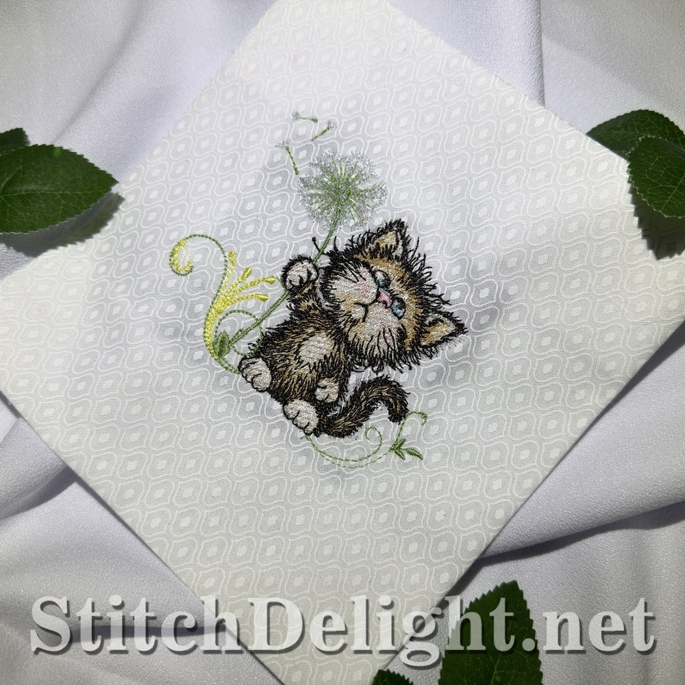 SDS3409 Scruffy Kitten 4