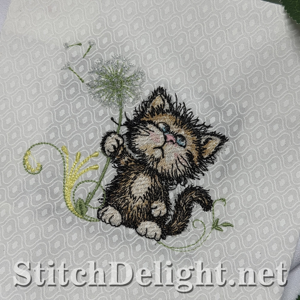 SDS3409 Scruffy Kitten 4