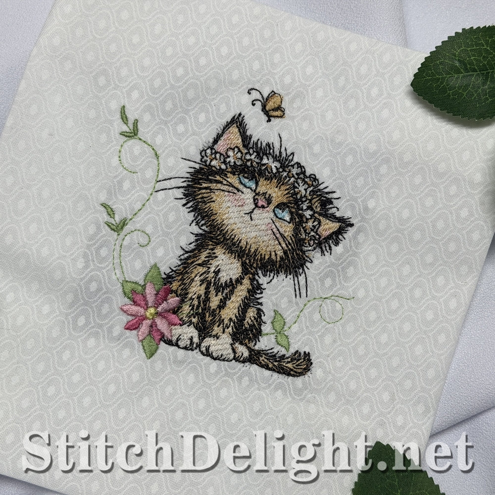 SDS3408 Scruffy Kitten 3