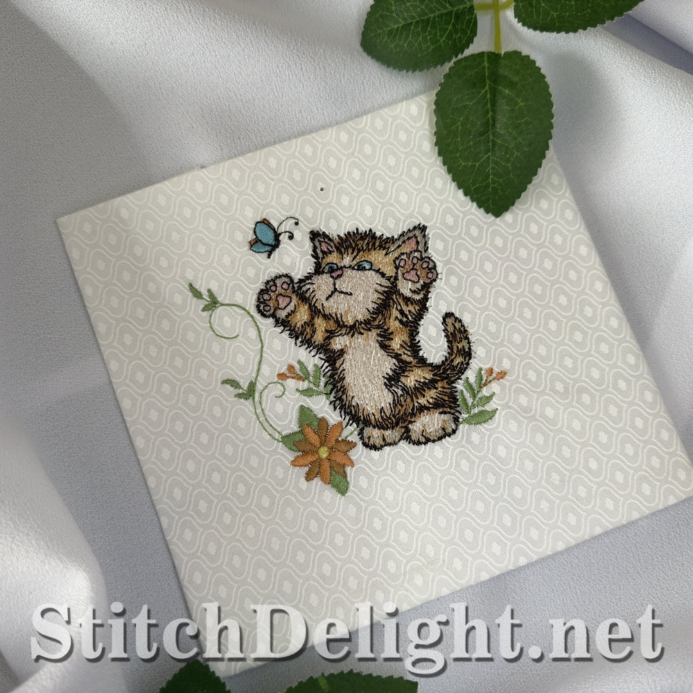 SDS3411 Scruffy Kitten 6