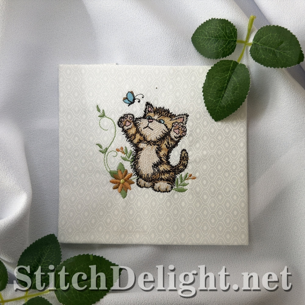 SDS3411 Scruffy Kitten 6