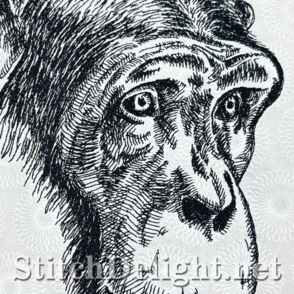 SDS4205 Pencil Sketch Chimp