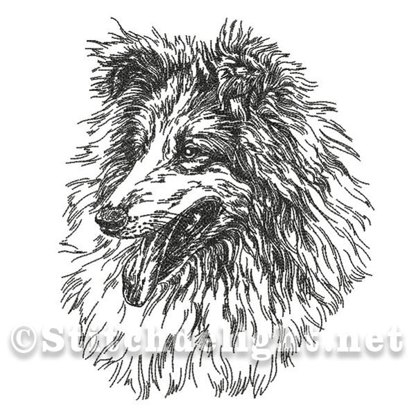 SDS0469 Pencil Sketch Collie