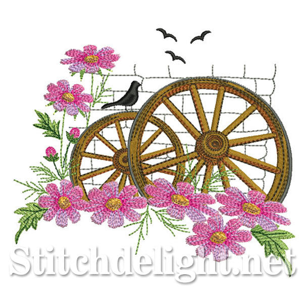 <transcy>SDS0686 Cosmos Wagon Wheels</transcy>