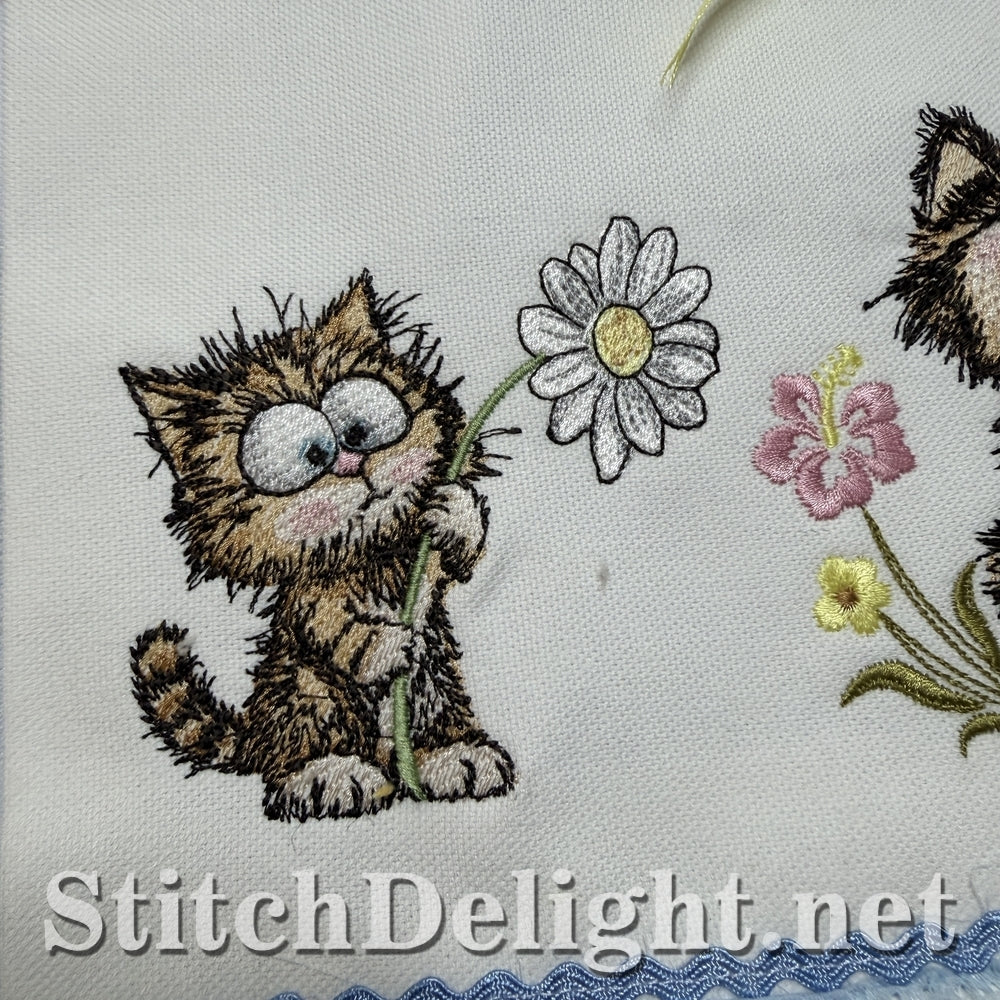 SDS3407 Scruffy Kitten 2