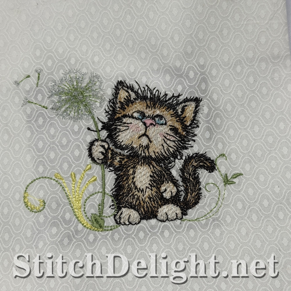 SDS3409 Scruffy Kitten 4