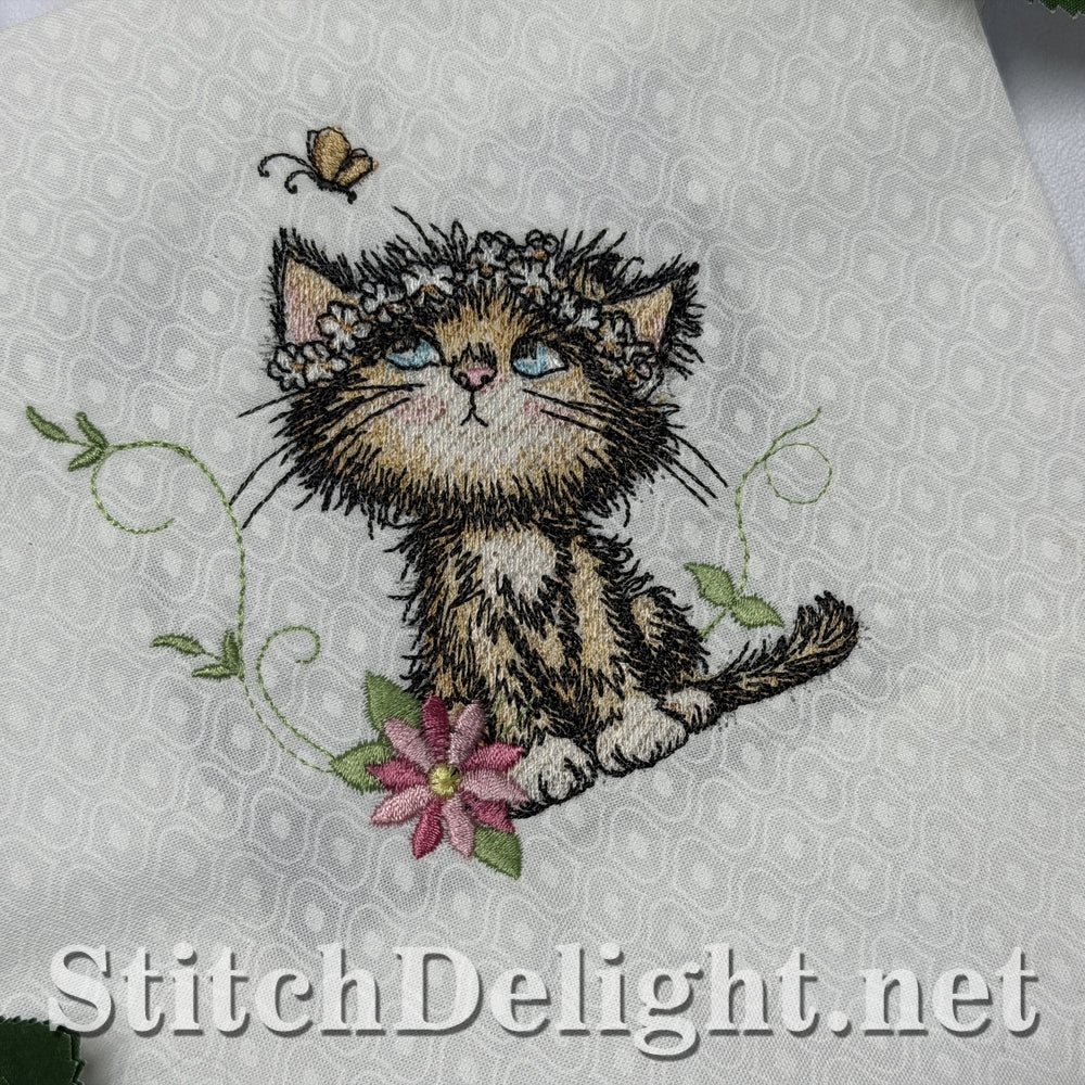 SDS3408 Scruffy Kitten 3