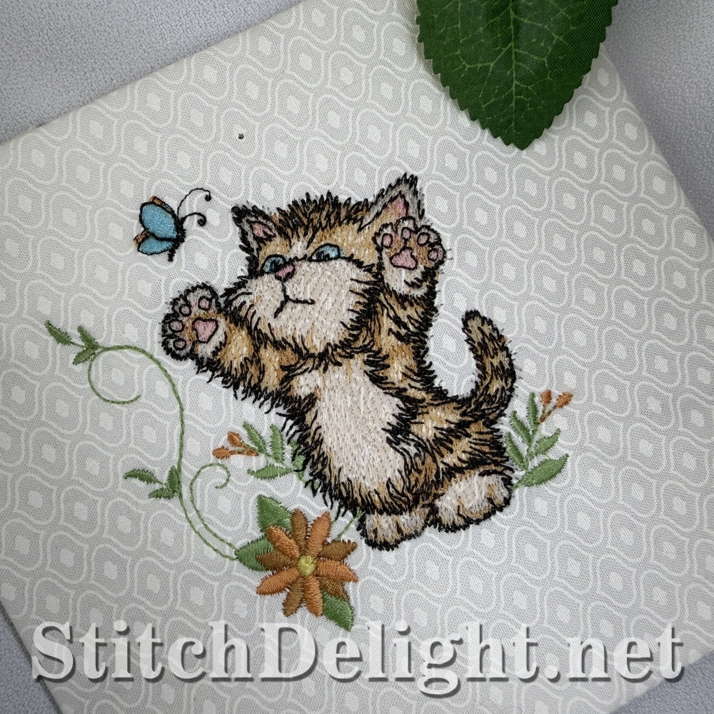 SDS3411 Scruffy Kitten 6