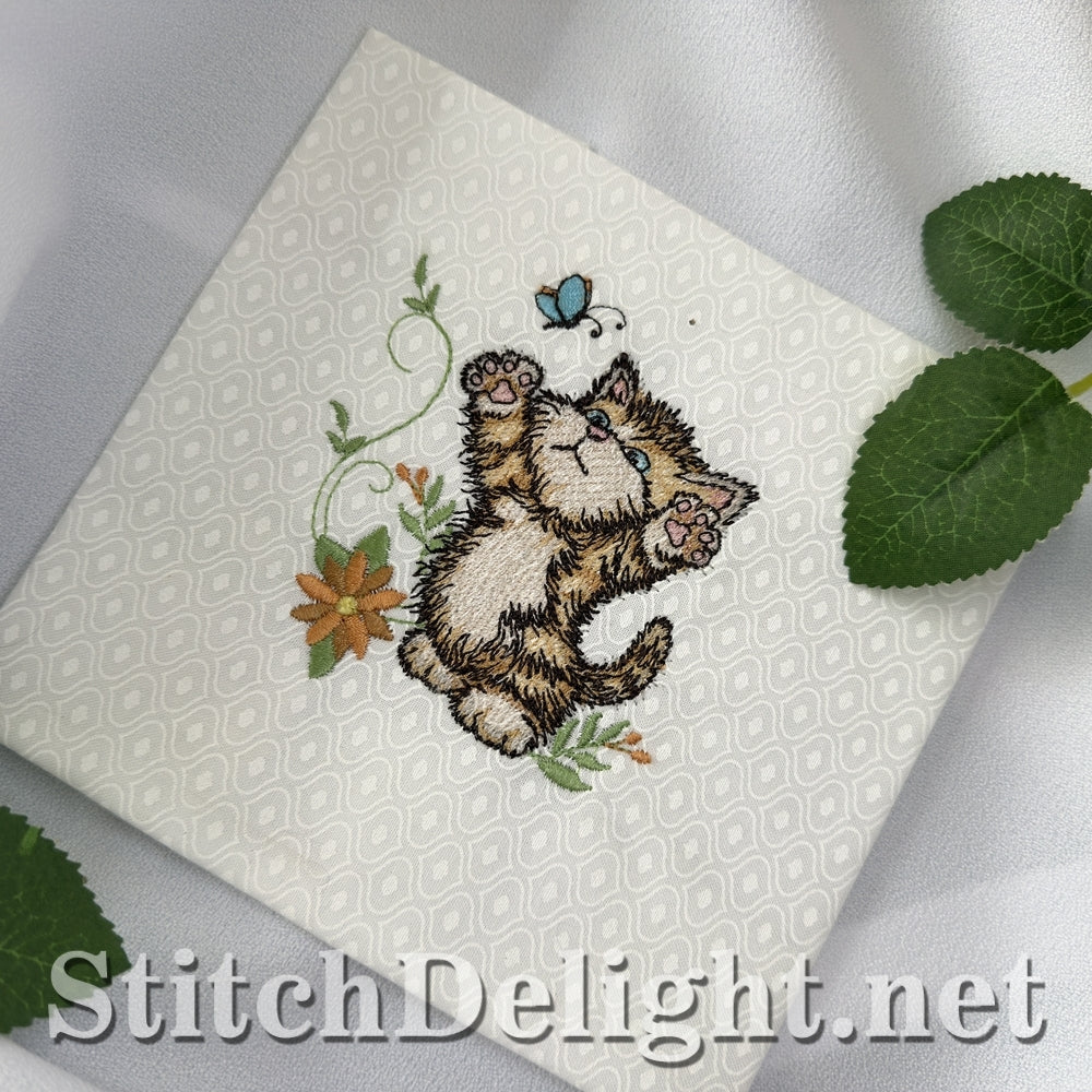 SDS3411 Scruffy Kitten 6