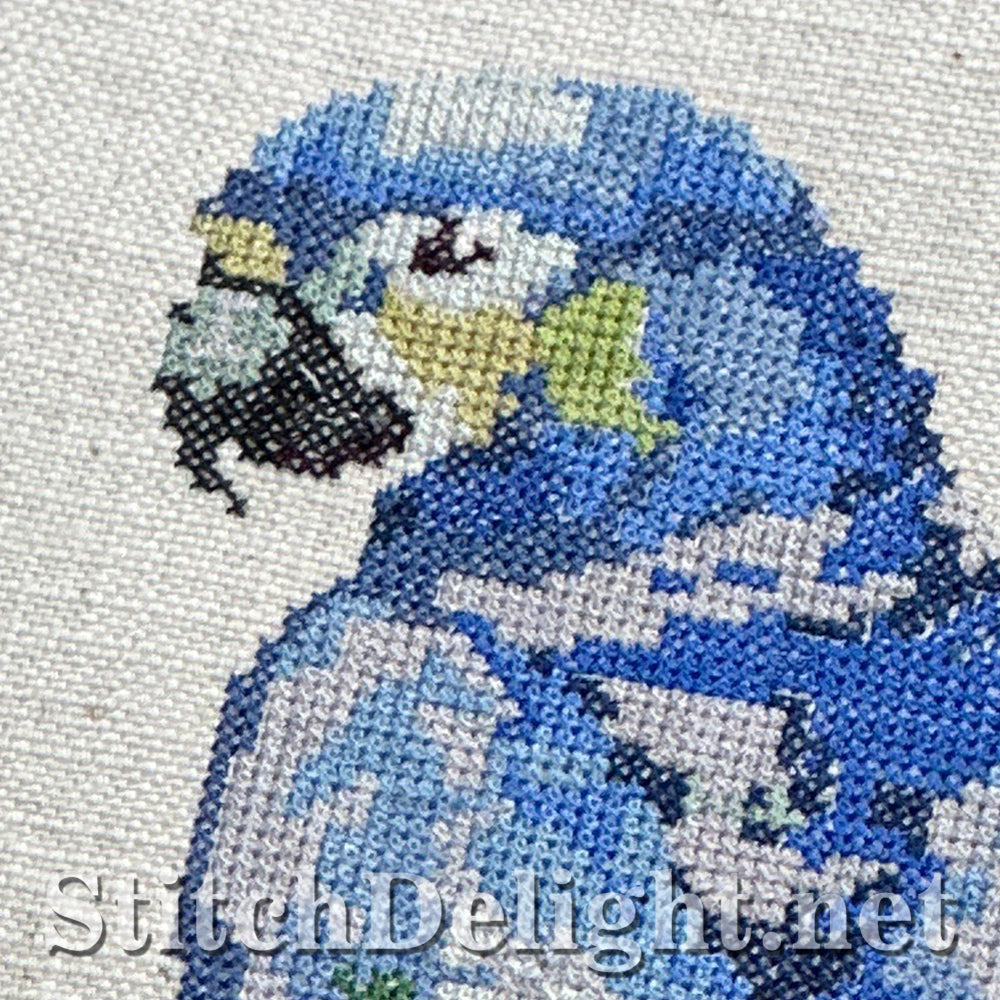 SDS4422 Blue Macaw
