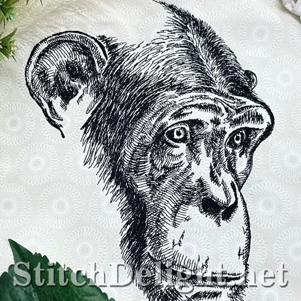 SDS4205 Pencil Sketch Chimp