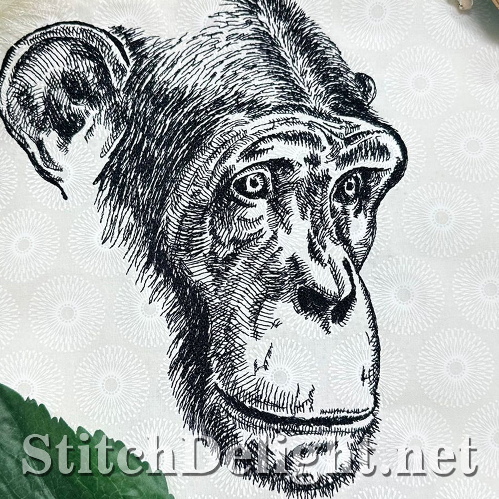 SDS4205 Pencil Sketch Chimp