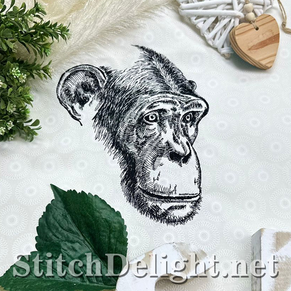 SDS4205 Pencil Sketch Chimp