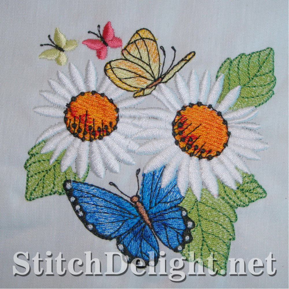 <transcy>SD1161 Rêves de marguerite</transcy>